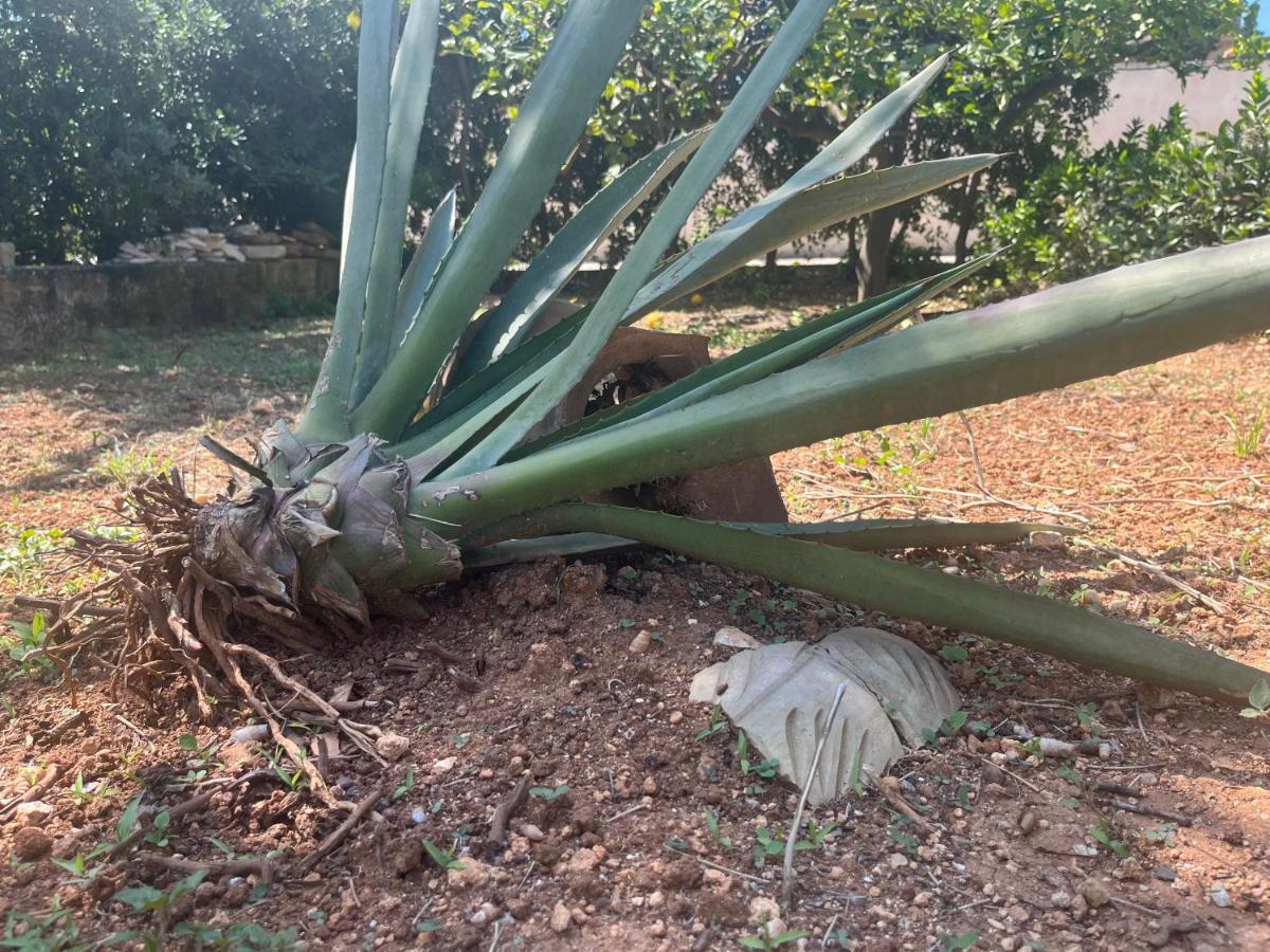 Nespolilla Βίλα Petrosino Εξωτερικό φωτογραφία